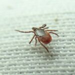 state-of-ticks-in-pei.