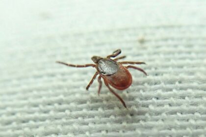 state-of-ticks-in-pei.