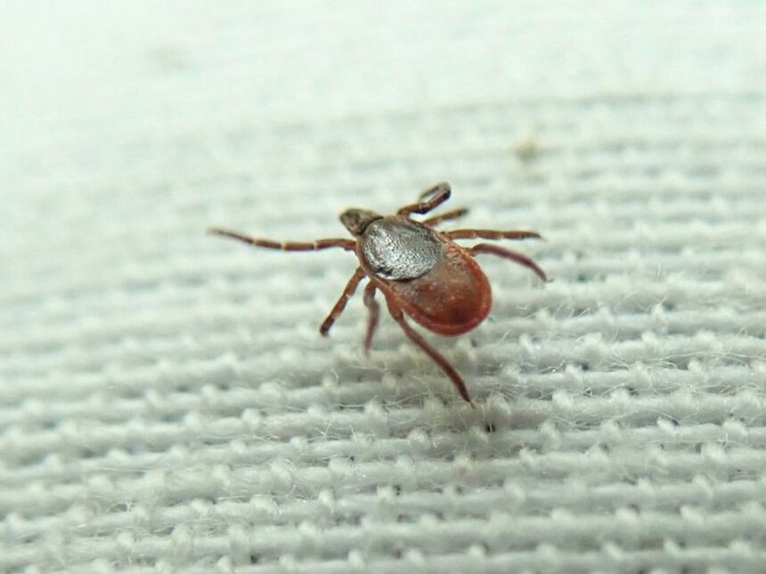 state-of-ticks-in-pei.