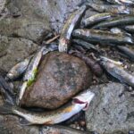 many-fish-found-dead-in-‘bone-dry’-nelson,-bc.-creek