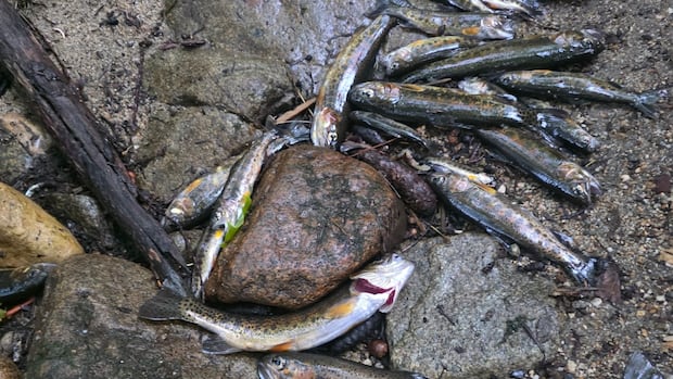 many-fish-found-dead-in-‘bone-dry’-nelson,-bc.-creek