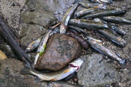 many-fish-found-dead-in-‘bone-dry’-nelson,-bc.,-creek