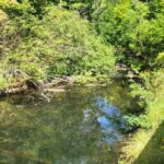 with-ns.-brooks-and-streams-drying-up,-some-fish-are-struggling