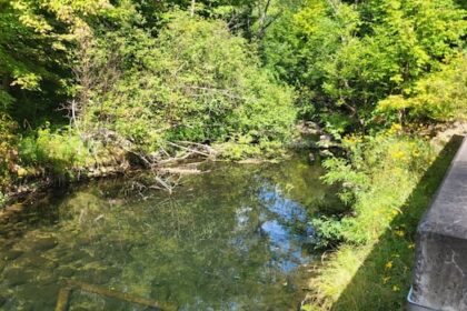 with-ns.-brooks-and-streams-drying-up,-some-fish-are-struggling