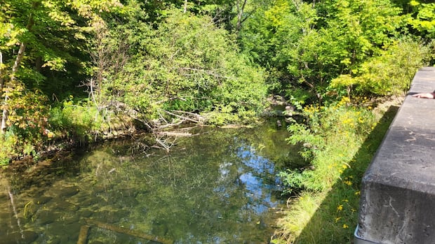 with-ns.-brooks-and-streams-drying-up,-some-fish-are-struggling