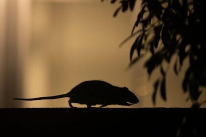 rodents-revealed:-reports-detail-hundreds-of-mouse-and-rat-complaints-in-schools-across-vancouver