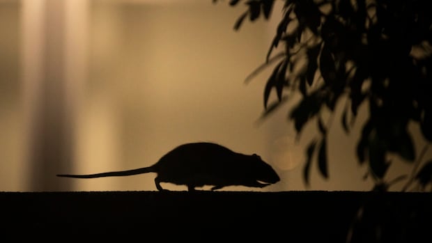 rodents-revealed:-reports-detail-hundreds-of-mouse-and-rat-complaints-in-schools-across-vancouver