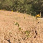 saint-john-and-fundy-coast-see-driest-summer-on-record