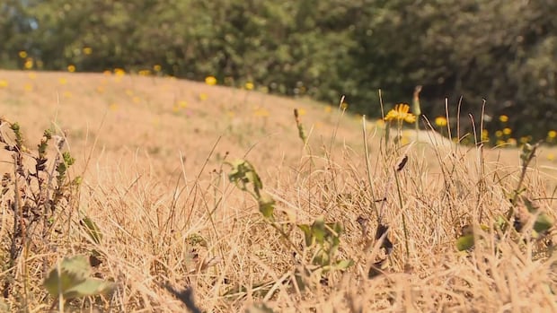 saint-john-and-fundy-coast-see-driest-summer-on-record