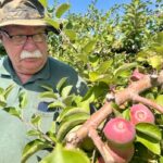 western-pei.-orchard-expecting-‘high-quality’-crop-this-year,-but-next-season-could-be-iffy