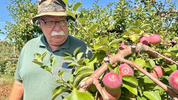 western-pei.-orchard-expecting-‘high-quality’-crop-this-year,-but-next-season-could-be-iffy