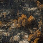 a-wildfire-in-southern-ontario-burns-differently.-heres-why