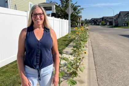 city-of-saskatoon-orders-removal-of-‘unique’-neighbourhood-sidewalk-sunflowers