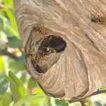 wasps-killing-your-buzz?-you’re-not-alone