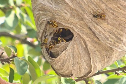 wasps-killing-your-buzz?-you’re-not-alone