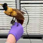 rare-bird-finds-a-roost-in-gatineau-after-long,-mysterious-journey