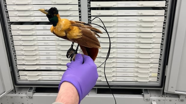 rare-bird-finds-a-roost-in-gatineau-after-long,-mysterious-journey