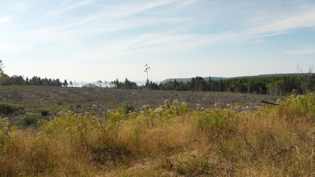 activists-question-why-nova-scotia-isn’t-providing-glyphosate-aerial-spray-locations