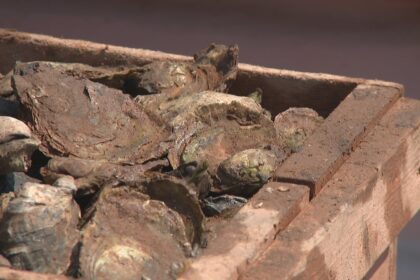 aquaculture-association-of-ns.-weighs-in-on-oyster-restrictions