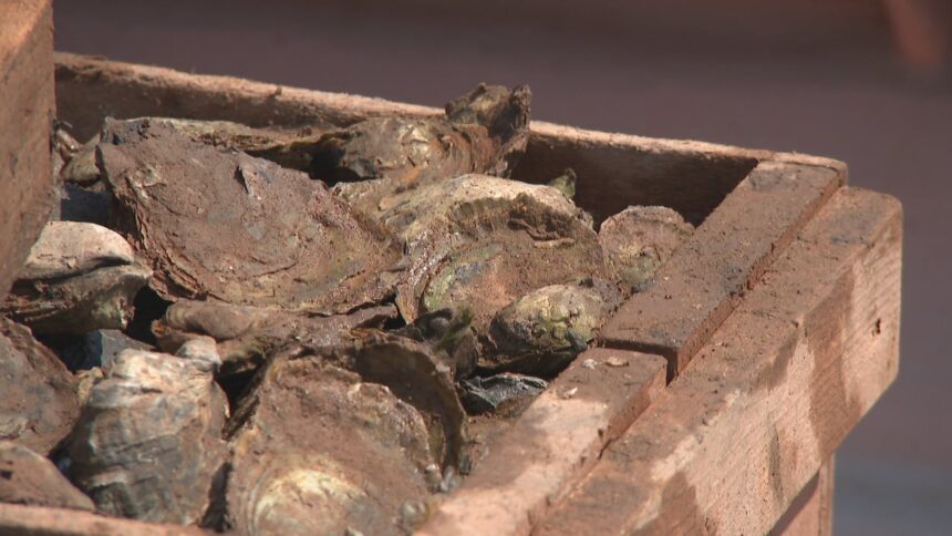 aquaculture-association-of-ns.-weighs-in-on-oyster-restrictions