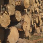 clear-cutting-has-gone-too-far-in-hunters-mountain:-activists