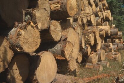 clear-cutting-has-gone-too-far-in-hunters-mountain:-activists