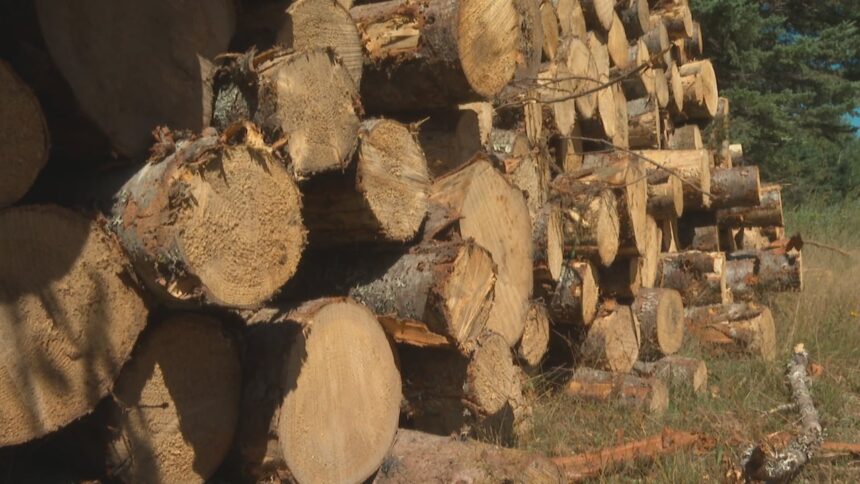 clear-cutting-has-gone-too-far-in-hunters-mountain:-activists