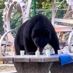 trap-set-for-picnic-stealing-black-bear-in-burnaby-following-viral-video