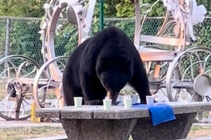 trap-set-for-picnic-stealing-black-bear-in-burnaby-following-viral-video