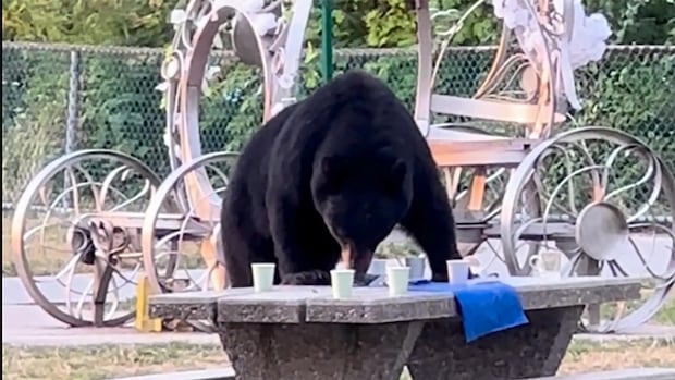 trap-set-for-picnic-stealing-black-bear-in-burnaby-following-viral-video