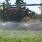 ‘hope-is-diminishing-for-this-year’:-pei.-potato-farmers-brace-for-crop-losses-due-to-lack-of-rain