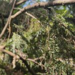 expert-explains-why-nova-scotia’s-trees-are-stressed