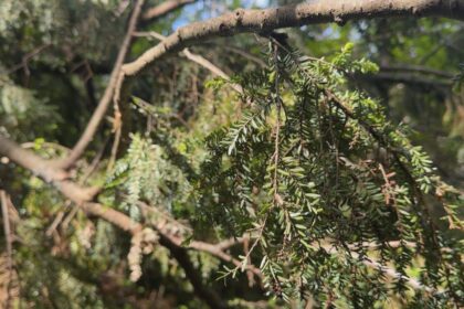 expert-explains-why-nova-scotia’s-trees-are-stressed