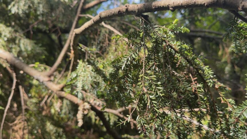 expert-explains-why-nova-scotia’s-trees-are-stressed