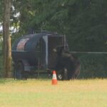 black-bear-killed-after-being-recorded-stealing-picnics-in-burnaby,-bc.