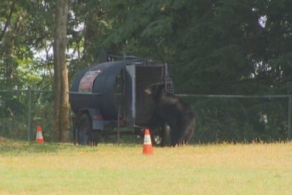 black-bear-killed-after-being-recorded-stealing-picnics-in-burnaby,-bc.