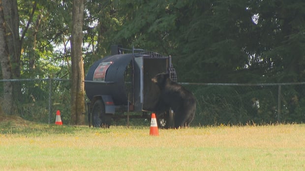 black-bear-killed-after-being-recorded-stealing-picnics-in-burnaby,-bc.