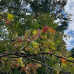 trees-showing-their-fall-colours-early-after-a-hot,-dry-summer