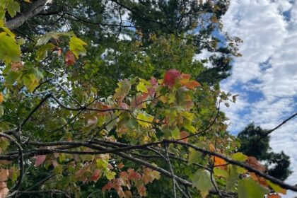 trees-showing-their-fall-colours-early-after-a-hot,-dry-summer