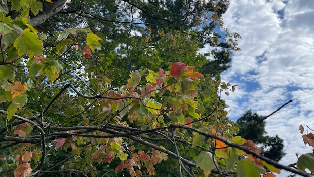 trees-showing-their-fall-colours-early-after-a-hot,-dry-summer