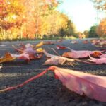 how-are-nova-scotia’s-trees-faring-in-a-historic-drought?-here’s-what-the-experts-say