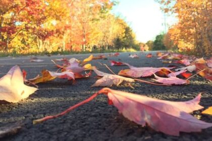 how-are-nova-scotia’s-trees-faring-in-a-historic-drought?-here’s-what-the-experts-say