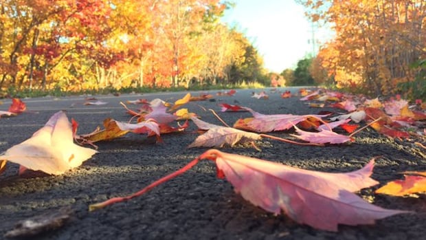 how-are-nova-scotia’s-trees-faring-in-a-historic-drought?-here’s-what-the-experts-say