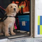 puppies-and-paramedics:-lanark-county-first-responders-welcome-service-dog-trainees