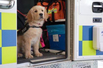 puppies-and-paramedics:-lanark-county-first-responders-welcome-service-dog-trainees