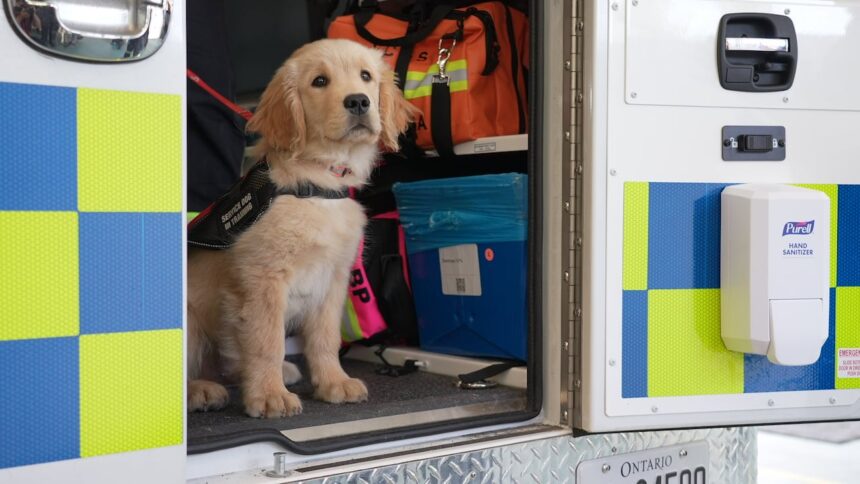 puppies-and-paramedics:-lanark-county-first-responders-welcome-service-dog-trainees