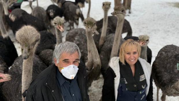 bc.-ostrich-farm-wins-interim-stay-of-order-to-cull-birds-over-bird-flu