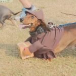 wienerpawlooza-draws-dozens-of-dogs-to-compete-in-different-contests