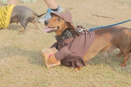wienerpawlooza-draws-dozens-of-dogs-to-compete-in-different-contests