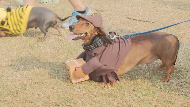 wienerpawlooza-draws-dozens-of-dogs-to-compete-in-different-contests